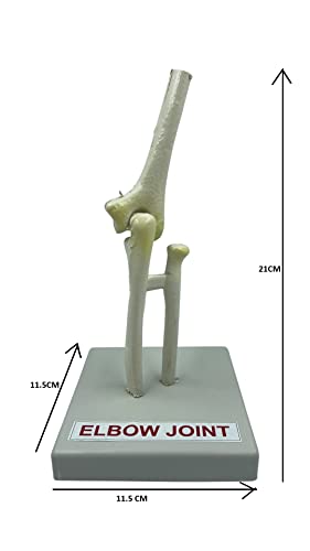 LexBax Elbow joint Modal on plastic base Indain quality pack of 1 pc