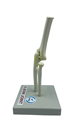 LexBax Elbow joint Modal on plastic base Indain quality pack of 1 pc