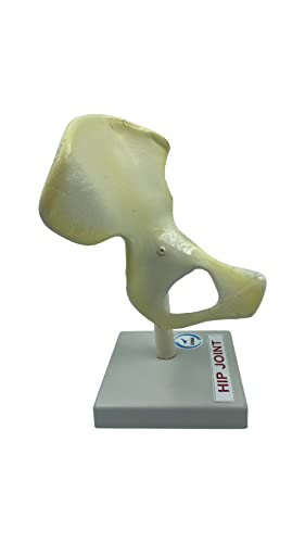 LexBax Hip joint on plastic base Indian quality Pack of 1 pc