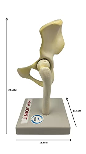 LexBax Hip joint on plastic base Indian quality Pack of 1 pc