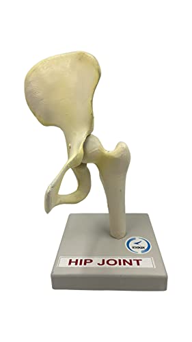 LexBax Hip joint on plastic base Indian quality Pack of 1 pc