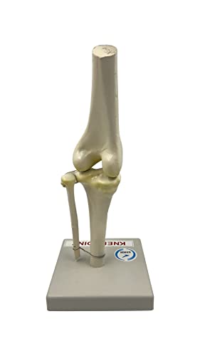 LexBax Knee joint on plastic base Indian quality pack of 1 pc