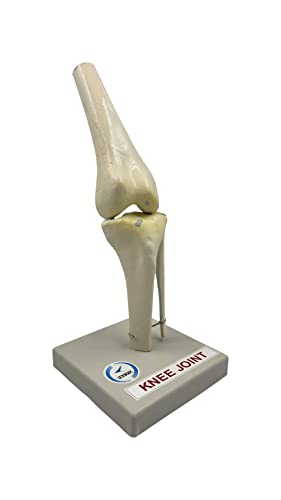 LexBax Knee joint on plastic base Indian quality pack of 1 pc