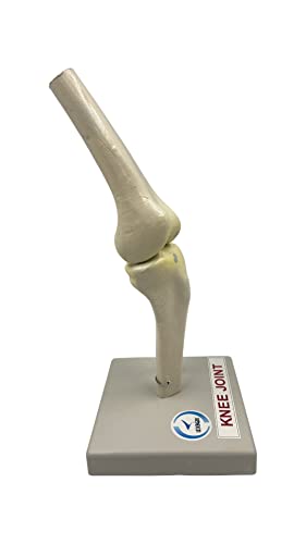 LexBax Knee joint on plastic base Indian quality pack of 1 pc