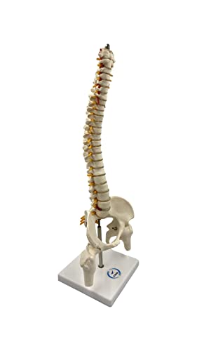 LexBax Human Mini Spine Model (Vertebral/Spinal Column Model) on plastic base In