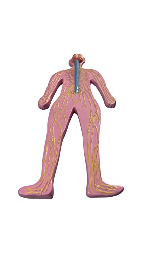 LexBax Human nervous system on board Indian quality Pack of 1 pc