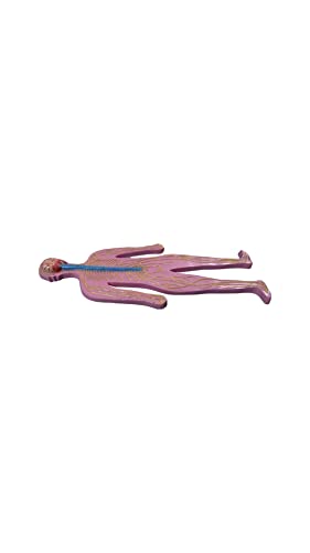 LexBax Human nervous system on board Indian quality Pack of 1 pc