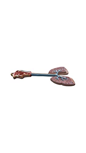 Lexbax Human respiratory system Modal on board Indian Quality Pack of 1 pc