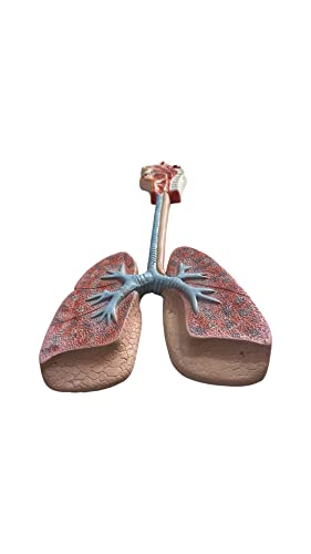 Lexbax Human respiratory system Modal on board Indian Quality Pack of 1 pc