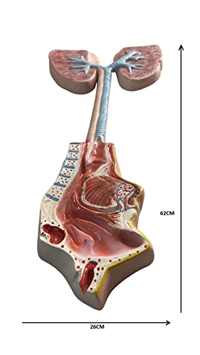 Lexbax Human respiratory system Modal on board Indian Quality Pack of 1 pc