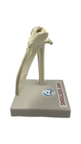 Lexbax Shoulder joint on plastic base Indian quality Modal Pack of 1 pc