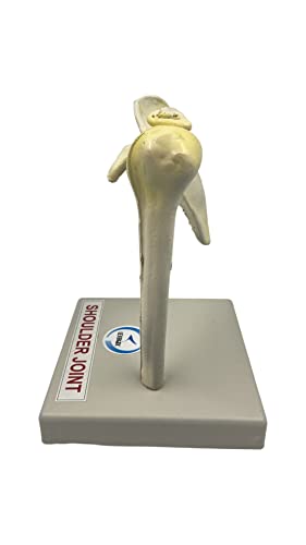Lexbax Shoulder joint on plastic base Indian quality Modal Pack of 1 pc