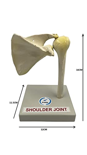 Lexbax Shoulder joint on plastic base Indian quality Modal Pack of 1 pc