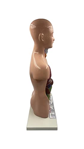 Lexbax Human torso model detachable 6 parts sexless pack of 1