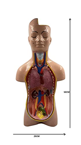 Lexbax Human torso model detachable 6 parts sexless pack of 1