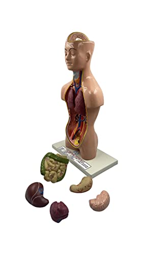 Lexbax Human torso model detachable 6 parts sexless pack of 1