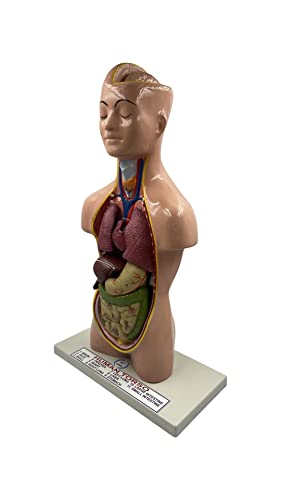 Lexbax Human torso model detachable 6 parts sexless pack of 1