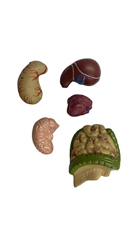 Lexbax Human torso model detachable 6 parts sexless pack of 1