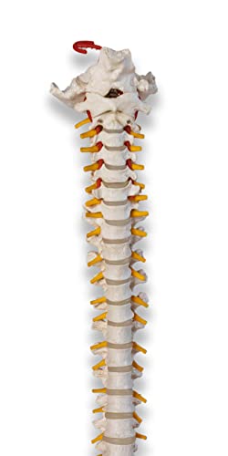 Lexbax Scientific Ultra Flexible Spine Model, Life Size Human Vertebral Column Anatomy Model On Stand Pack of 1pc