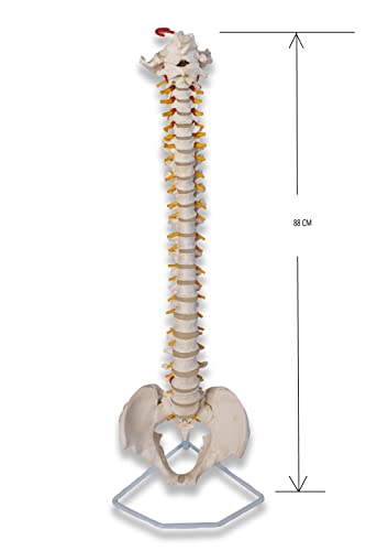 Lexbax Scientific Ultra Flexible Spine Model, Life Size Human Vertebral Column Anatomy Model On Stand Pack of 1pc