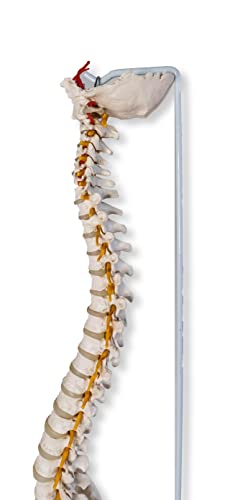 Lexbax Scientific Ultra Flexible Spine Model, Life Size Human Vertebral Column Anatomy Model On Stand Pack of 1pc