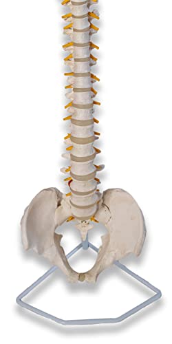 Lexbax Scientific Ultra Flexible Spine Model, Life Size Human Vertebral Column Anatomy Model On Stand Pack of 1pc