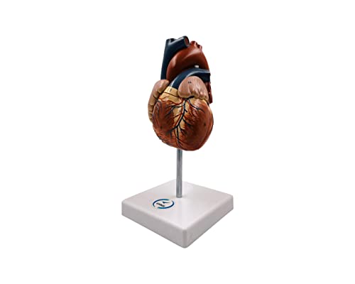 LEXBAX Multicolour Human Heart modle (PVC Material) Export Quality Pack of 1 pc