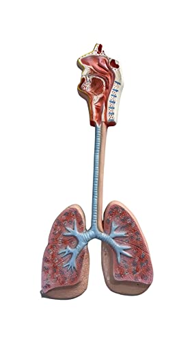 Human Respiratory System Anatomical Model | LexBax